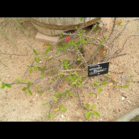 Euphorbe - Euphorbia Milli - Euphorbia Splendens (fam Euphorbiacees) (Madagascar) (01)